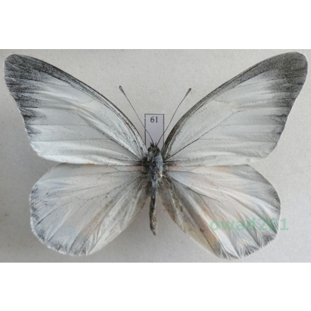 Delias zebuda Hewitson, 1862 male Indonesia, Sulawesi61